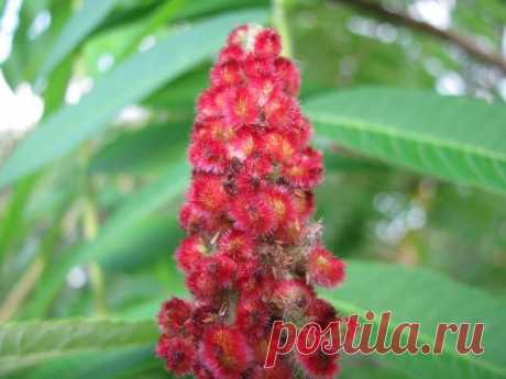 У меня цветет сумах!