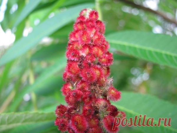 У меня цветет сумах!