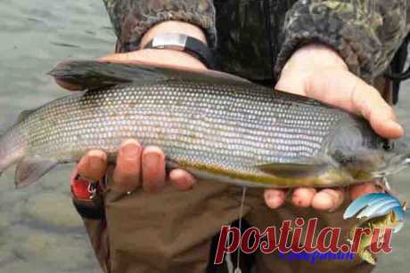 Ловля хариуса весной Рыбалка на хариуса весьма занимательное занятие, ведь хариус отличается бойким характером, повышает адреналин у рыболовов. Весенняя пора является прекрасным временем для вылавливания этой рыбы. Но …