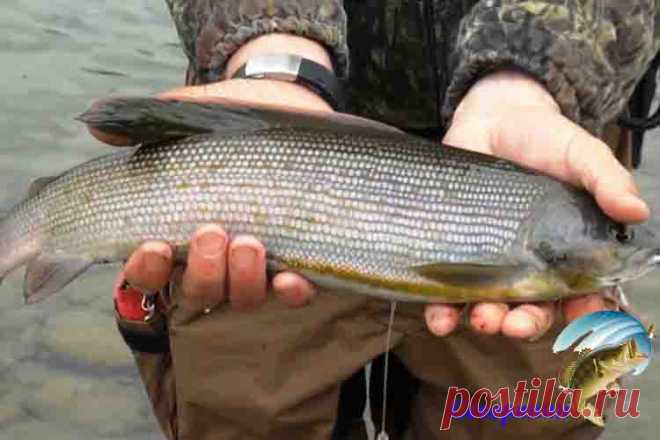 Ловля хариуса весной Рыбалка на хариуса весьма занимательное занятие, ведь хариус отличается бойким характером, повышает адреналин у рыболовов. Весенняя пора является прекрасным временем для вылавливания этой рыбы. Но …
