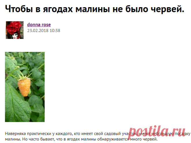 Чтобы в ягодах малины не было червей. - Садоводка