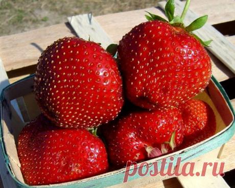 Купить семена Клубника "Седек" Сашенька F1 15шт в интернет-магазине "7 семян"