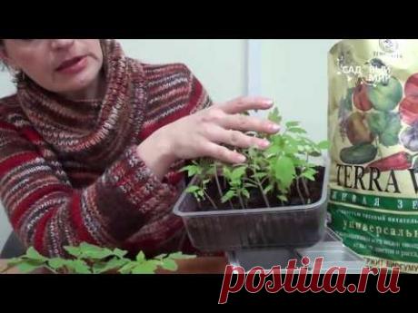 Пикировка томатов. Сайт &quot;Садовый мир&quot;