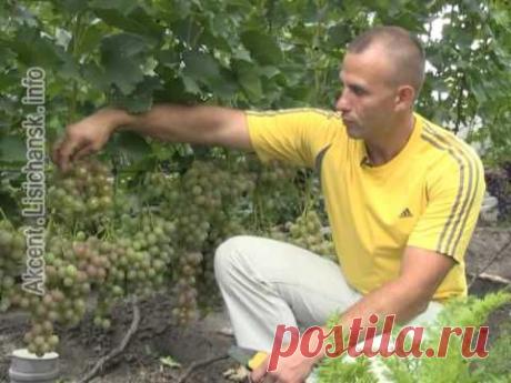 Сам себе агроном. Дегустация летних сортов винограда - YouTube