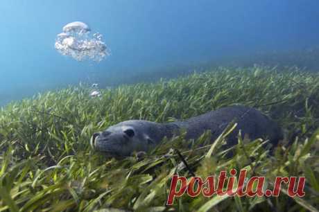 Подводный мир Стива Блума: Морской лев