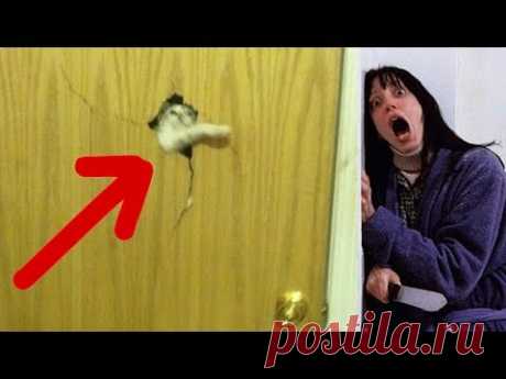 7 СЛУЧАЕВ, КОГДА НЕ СТОИЛО ДРАЗНИТЬ КОТА