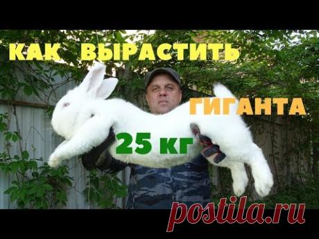 Нам врали о самом тяжёлом кролике в мире / Рекорды Гиннесса / Факты / События