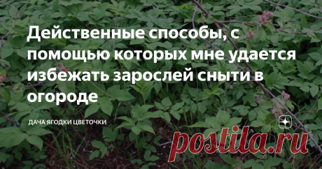 Действенные способы, с помощью которых мне удается избежать зарослей сныти в огороде Был у меня раньше огород, на котором никогда не было сныти, а теперь есть дача и сныть. Сныть заставляет больше трудиться, приходится постоянно срубать ее мотыжкой как косой. Первые года два я терпеливо срезала сныть, но она никуда не девается.
Растение от регулярного срезания ослабевает, ведь я нарушаю процесс фотосинтеза, оно получает меньше питательных веществ. Самое главное не давать, чтобы