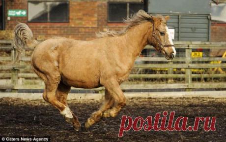 Самая старая лошадь Великобритании | Англофил