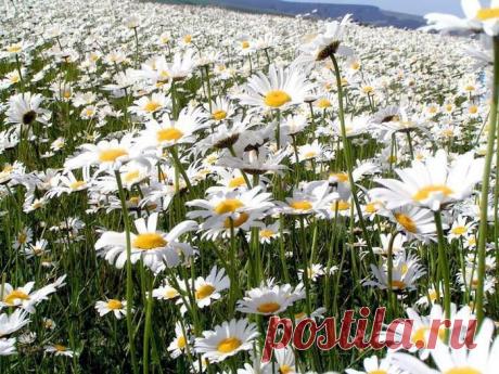 ..Ромашковое поле..