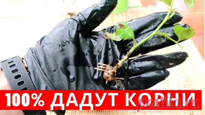 100% УКОРЕНЕНИЕ РОЗ, получается даже у НОВИЧКОВ Друзья, покажу надежный, гарантированный способ укоренения роз, работает на 100%.Посмотрите это видео, так как есть некоторые нюансы, зачем нужна зола или за...