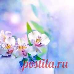 Одноклассники