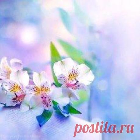 Одноклассники