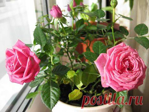 Как вырастить розу из срезанного цветка | Делаем сами