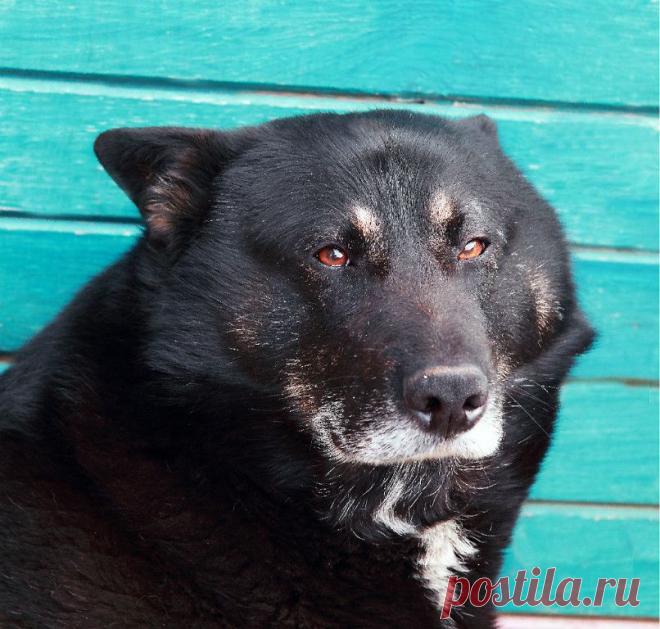 НАСТОЯЩИЙ  "ПОЛКОВНИК"!