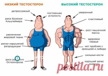 Тестостерон у мужчин. Для чего он нужен и как его повысить? – Рацион.ТОП