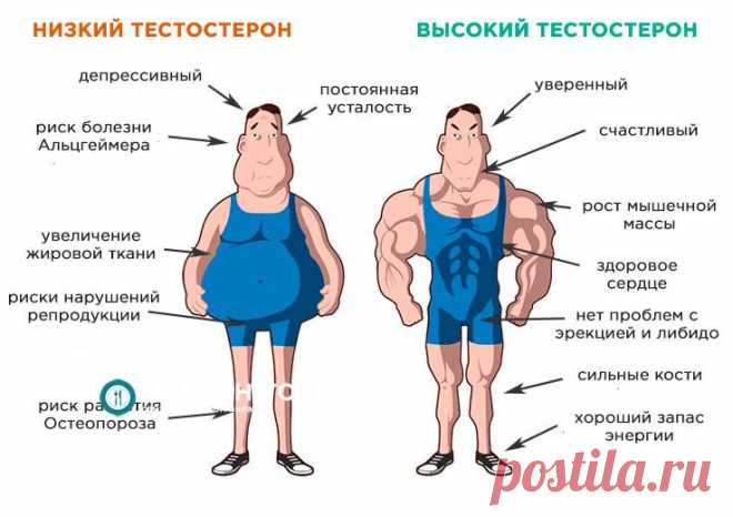 Тестостерон у мужчин. Для чего он нужен и как его повысить? – Рацион.ТОП