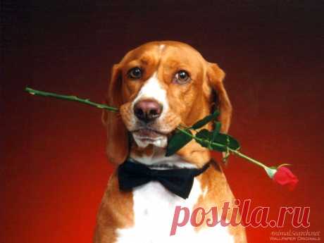 Это вам, мадемуазель!