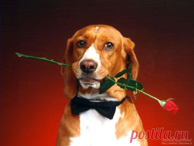 Это вам, мадемуазель!