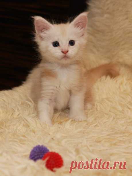 IMPERIAL COON - помёт - Q - дети Мёда и Хиллари