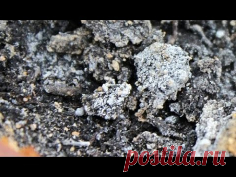 Плесень и высолы в рассаде. Опыт огородников. - YouTube