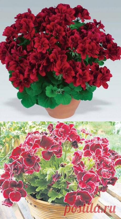 Пеларгония грандифлора - изысканная красота на подоконнике