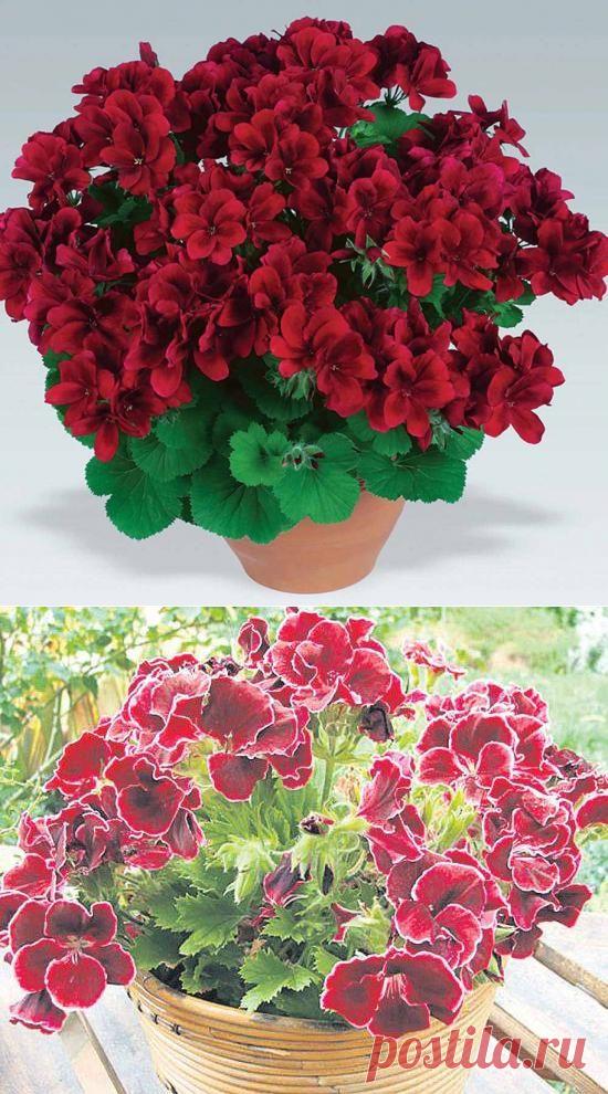 Пеларгония грандифлора - изысканная красота на подоконнике