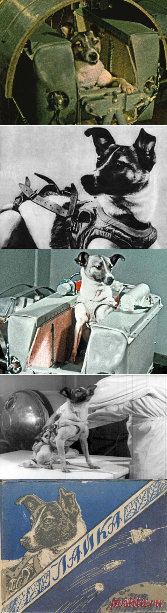 Неизвестная история первой собаки-космонавта / Назад в СССР / Back in USSR