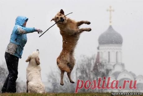 Прогулки с собакой приносят пользу здоровью пожилых людей | Образовательная программа: компендиум здоровья.