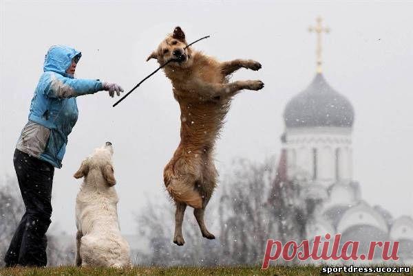 Прогулки с собакой приносят пользу здоровью пожилых людей | Образовательная программа: компендиум здоровья.