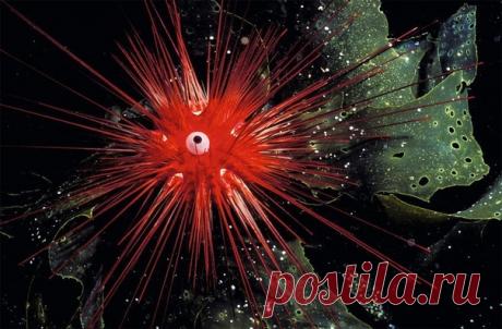 Этот потрясающий вид морских ежей был обнаружен лишь в 1965 году. Огненный морской еж обитает в рифах северной Новой Зеландии и южной Австралии. В дневное время он прячется на глубину, где красный цвет его шипов становится незаметным.

Не то что наши лесные ежики. Тут уж шипы так шипы.