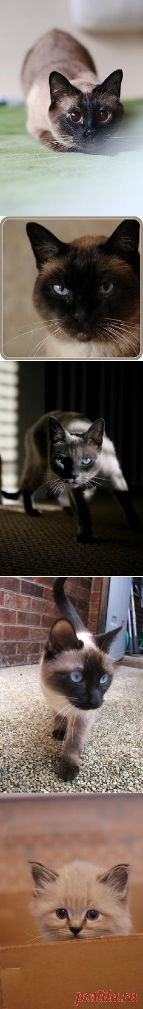 (3) Pinterest • Всемирный каталог идей