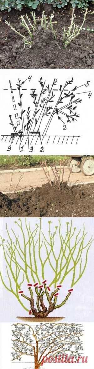 Подготовка розовых кустов к зиме — 6 соток