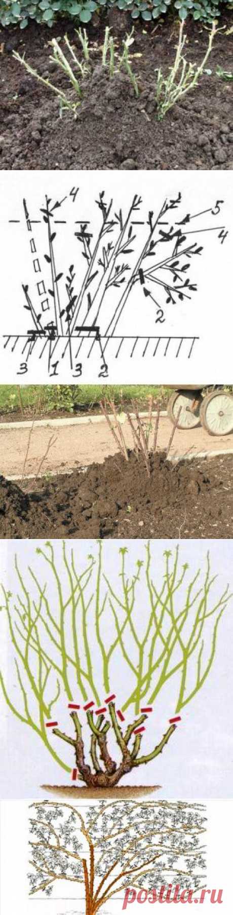 Подготовка розовых кустов к зиме — 6 соток