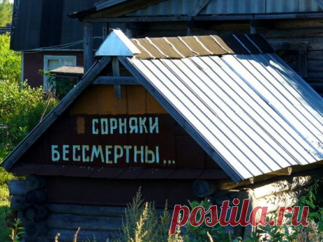 Дачные штучки / Я - суперпупер