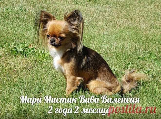 Важно следить за здоровьем зубов Вашего чихуахуа. Появление не приятного гнилостного запаха из пасти может говорить о наличии зубного камня, разрушающего не только зубы Вашего питомца, но и в целом его здоровье. Вовремя надо удалять не выпавшие молочные зубы (чаще - это клыки).