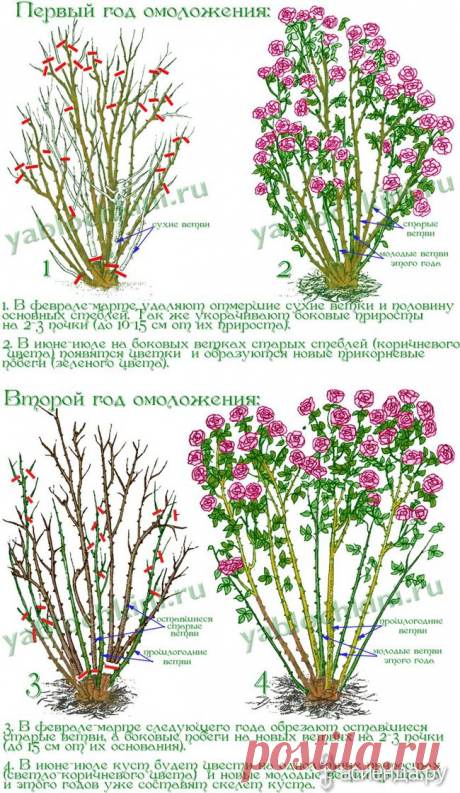 Омолаживание роз.: Группа Цветы и флористика