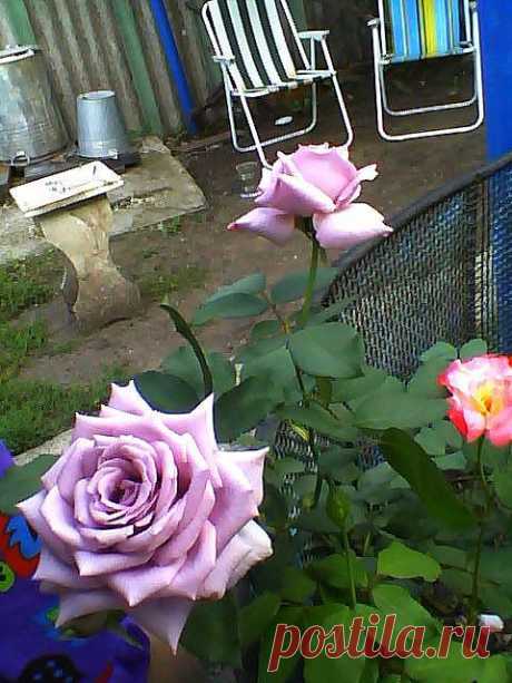 Голубая незнакомка