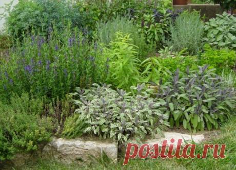 Пряные травы для мест с притенением. Что вырастить в тени? Фото - Ботаничка.ru