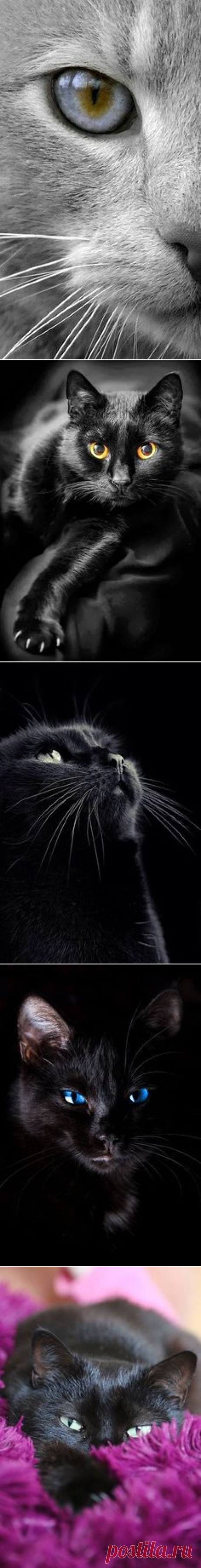 https://shop.catlover365.com | Daily Dose of Cat | Милые котята, Котята и Пироги
