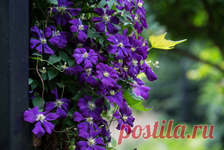 Clematis | Flickr - Photo Sharing!