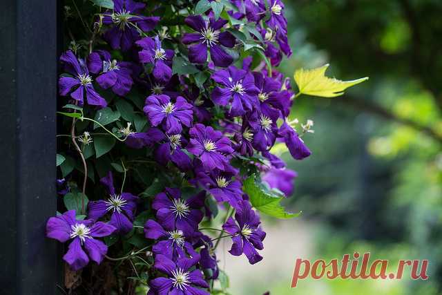 Clematis | Flickr - Photo Sharing!