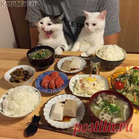 А где наши мисочки?!