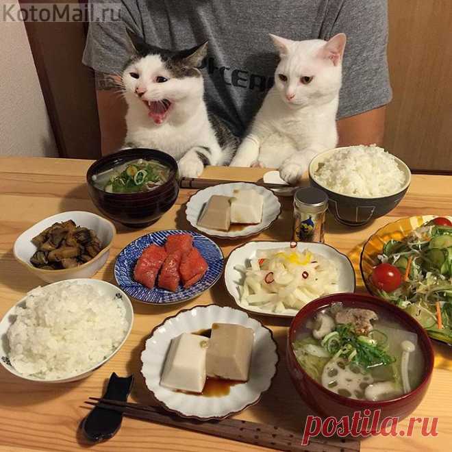 А где наши мисочки?!