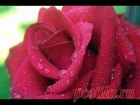 ▶ Million Scarlet Roses (Alla Pugacheva ) - YouTube