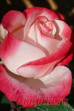 Одноклассники