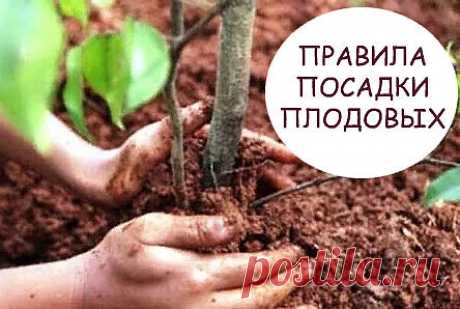 ПРАВИЛА ПОСАДКИ ПЛОДОВЫХ  

Мечта любого садовода — создать на своем участке красивый и плодоносящий сад. Насколько трудна эта задача? Вы должны понимать, все плодовые деревья — многолетние, поэтому собрать первый урожай удастся только спустя 3–7 лет. И лишь в том случае, если дерево посажено правильно.

Если вы планируете посадить плодовые деревья на приусадебном участке, то сначала определитесь с видами и сортами деревьев. После этого составьте план посадки, обозначив дл...