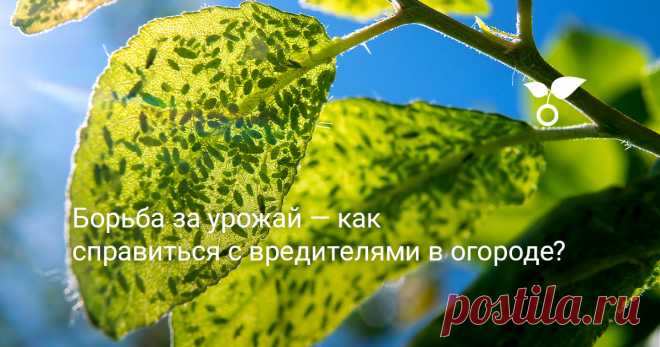 Борьба за урожай — как справиться с вредителями в огороде? На вашем дачном участке может притаиться немало насекомых и паукообразных, способных испортить плоды ваших трудов.