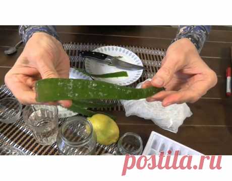 АЛОЭ: натуральный шампунь для роста волос, укрепление организма, антицеллюлитный скраб