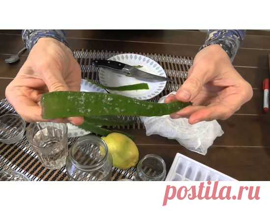 АЛОЭ: натуральный шампунь для роста волос, укрепление организма, антицеллюлитный скраб